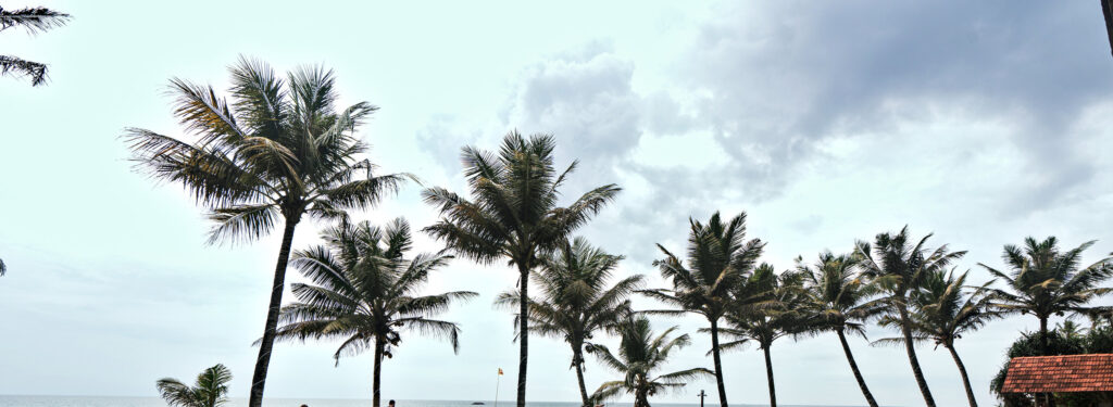 The line of coconut palms along the lawn with the sea behind them